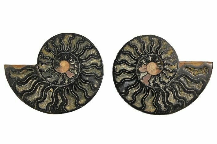 Cut/Polished Ammonite Fossil - Unusual Black Color #132611